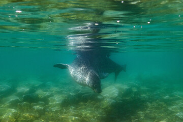 Obraz premium Seal in the water