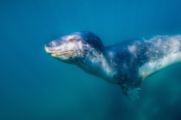 Naklejka premium Leopard seal underwater
