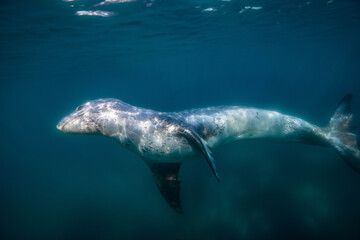 Fototapeta premium Leopard seal underwater