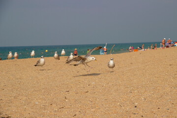 Fototapeta na wymiar Seagulls fly over the sea sand