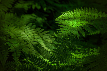 Naklejka na ściany i meble Close up of filtered sunlight on ferns