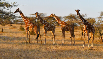 Giraffen in Kenia