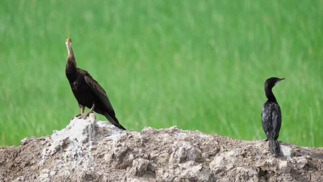 Oriental Darter Anhinga melanogaster and Little Cormorant Microcarbo, 4K Footage; Cormorant looks to the right, Darter faces to the left then follows a flying bird above them, Nakhon Nayok, Thailand.