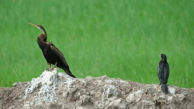 Oriental Darter Anhinga melanogaster and Little Cormorant Microcarbo, 4K Footage; Cormorant looks around, Darter faces to the left, grassland bokeh background, Nakhon Nayok, Thailand.