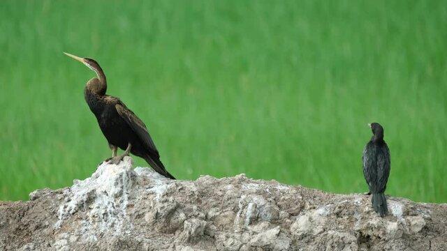 Oriental Darter Anhinga melanogaster and Little Cormorant Microcarbo, 4K Footage; Darter faces left, Cormorant faces forward, both looked up to follow a raptor flying above them, Thailand.