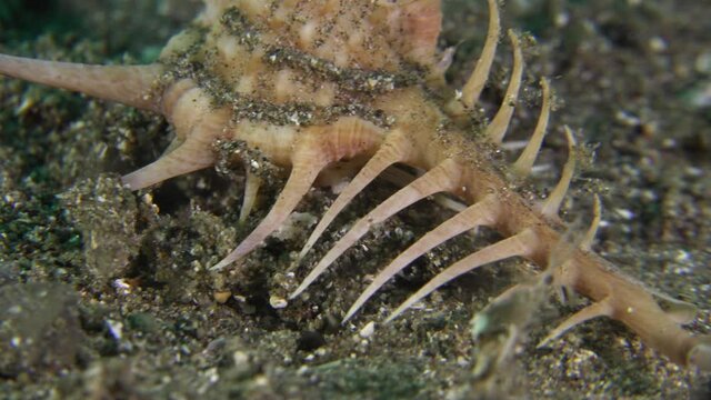 Close up of Murex snail crawling over sandy bottom at night.