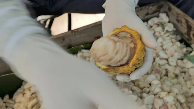 Fresh cacao pod cut exposing cocoa seeds, with a cocoa plant, Temperature measurement of cocoa beans fermented in wooden barrels, to maintain the quality of cocoa flavor.