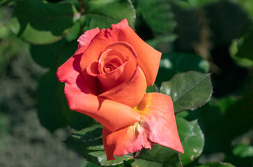 pink roses in the garden