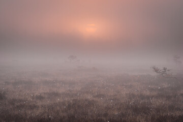 Mist in the morning over bog.