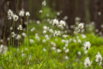 Cottongrass.