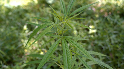 Outdoors Cannabis, Marijuana Plants. Thailand tropical area.