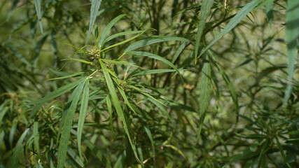 Outdoors Cannabis, Marijuana Plants. Thailand tropical area.
