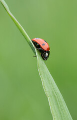Close up shot of a Seven-spot ladybird on a grass
