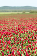 Springtime in a cloudy day in a red clover field