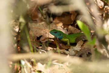 European green lizard (Lacerta viridis) hiding in a bush and actively paying attention to everything