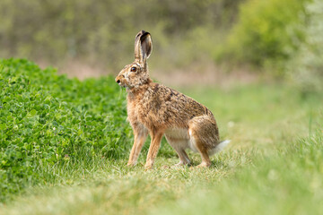 European hare (Lepus europaeus) sitting on the meadow in alert. Selective focus