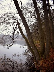 Naklejka premium trees in the lake 