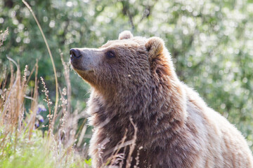 Obraz premium Grizzly Bear