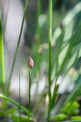 Chives flower