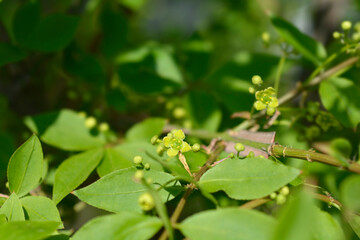 Burning Bush