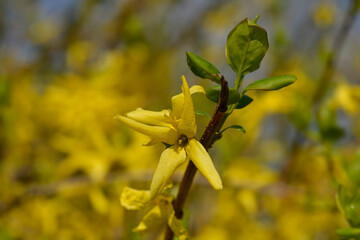 Weeping forsythia