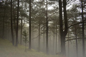Misty forest with fog densing up between trees