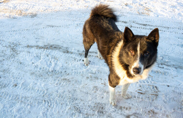 A dog stands on a snowy road and looks at the camera