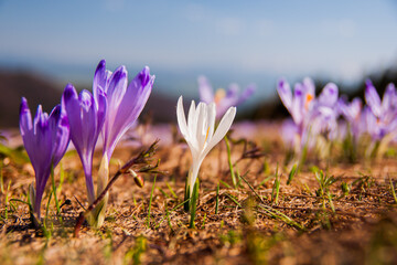 Fototapeta premium crocus