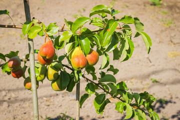 Young fruit tree with red yellow pears growing in the garden.