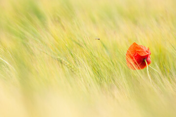 Obraz premium Flower in grainfield.