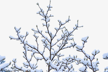 Magnolia branch covered with fresh snow on cloudy sky background