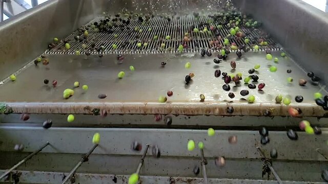 Slow motion of Olives defoliation wash machine,olives mill industry,italian extra virgin oil 4k