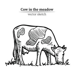 Hand drawn black and white vector sketch of a cow grazing in a meadow. Suitable for decoration of dairy products, natural food.