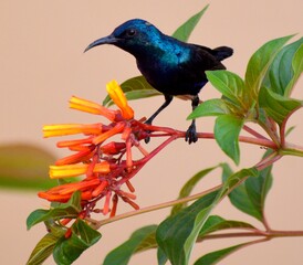 Sun bird (male)