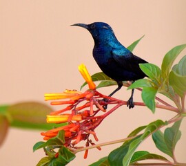 Sun bird (male)