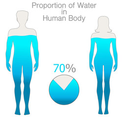 Water rate in the human body is seventy percent. Proportion h2o. Female and male silhouettes, filled with 70% water. Pie chart. Gray blue Male, female figures. White back. Health illustration vector