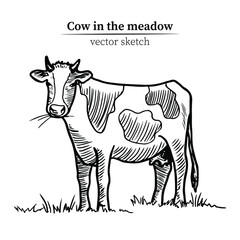 Hand drawn black and white vector sketch of a cow grazing in a meadow. Suitable for decoration of dairy products, natural food.