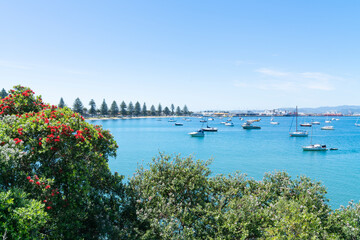 View across Tauranga harbour from base of Mount Maunganui across pohutukawa tree on beautiful summer day in New Zealand.