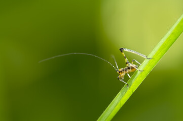 Saltamontes
