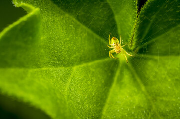 Araña