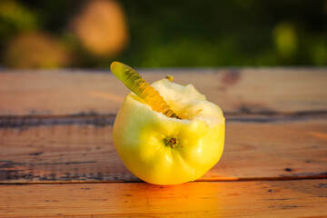 Worm apple on wooden table. Jelly worm.