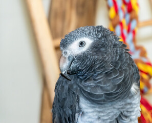 african grey parrot on a branch