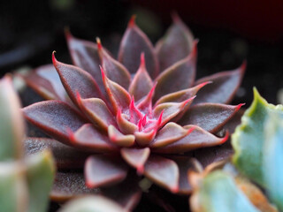 beautiful pink and burgundy succulent close-up