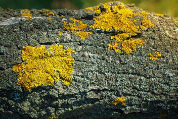 Tree bark with yellow moss on it