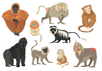 Variety of funny exotic monkeys and apes flat set for web design. Cartoon chimpanzee, mandrill and gorilla isolated vector illustration collection. Jungle animals and primates concept © PCH.Vector