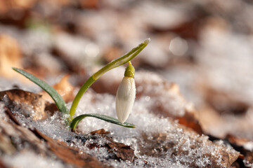 snowdrop in the grass with flower