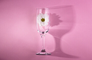 white flower inside a glass champagne glass, on a pink background