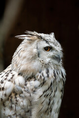 Eurasian eagle-owl