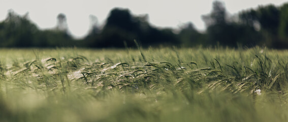 grass in the wind. Wheat field