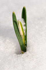 snowdrop flower in snow